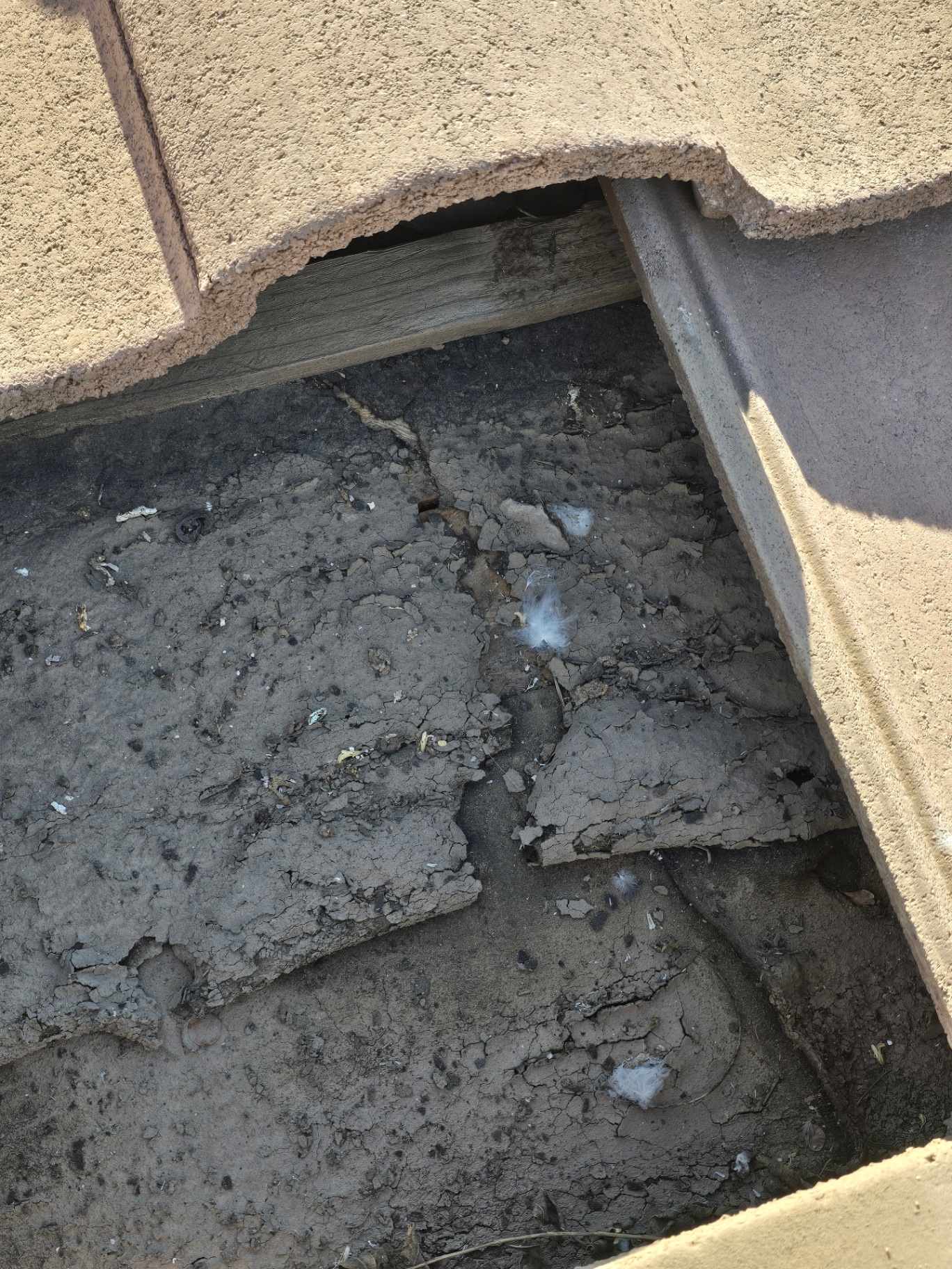 Lifted tile exposing failed mud pack and worn underlayment during inspection